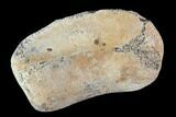 Hadrosaur Toe Bone - Alberta (Disposition #-) #95130-1